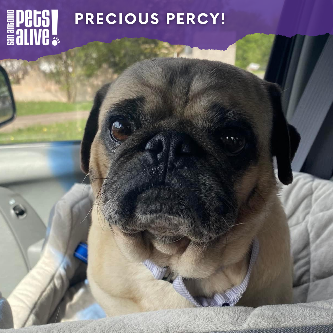 Precious Percy-Thank You!  - gallery image
